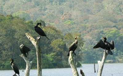 Periyar Wildlife Sanctuary