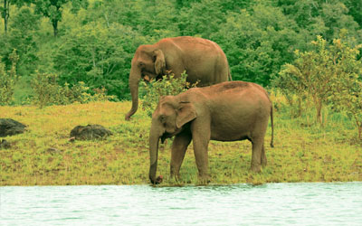 elephants in thekkady