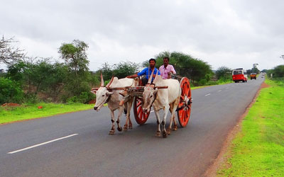 bullock cart ride kerala