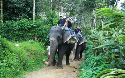 Elephant ride