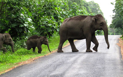 Elephants in thekkady