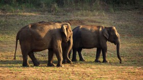 periyar tiger reserve thekkady