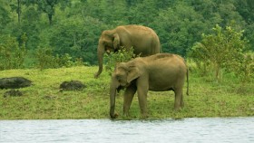 elephants at thekkady