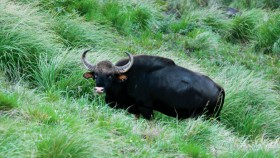 A bison grazing in thekkady