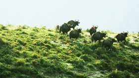 bison at thekkady