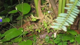 Cardamom pods on plant