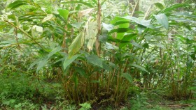 Cardamom plant
