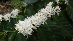 cofee flower